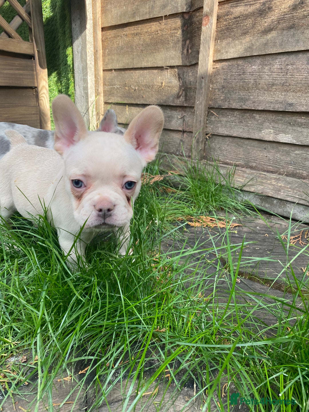French Bulldog dogs for sale: 2 lovely French bulldog boys for sale  - Image 9