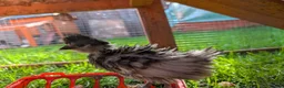 Chickens poultry for sale: Polish chicks - Advert 6