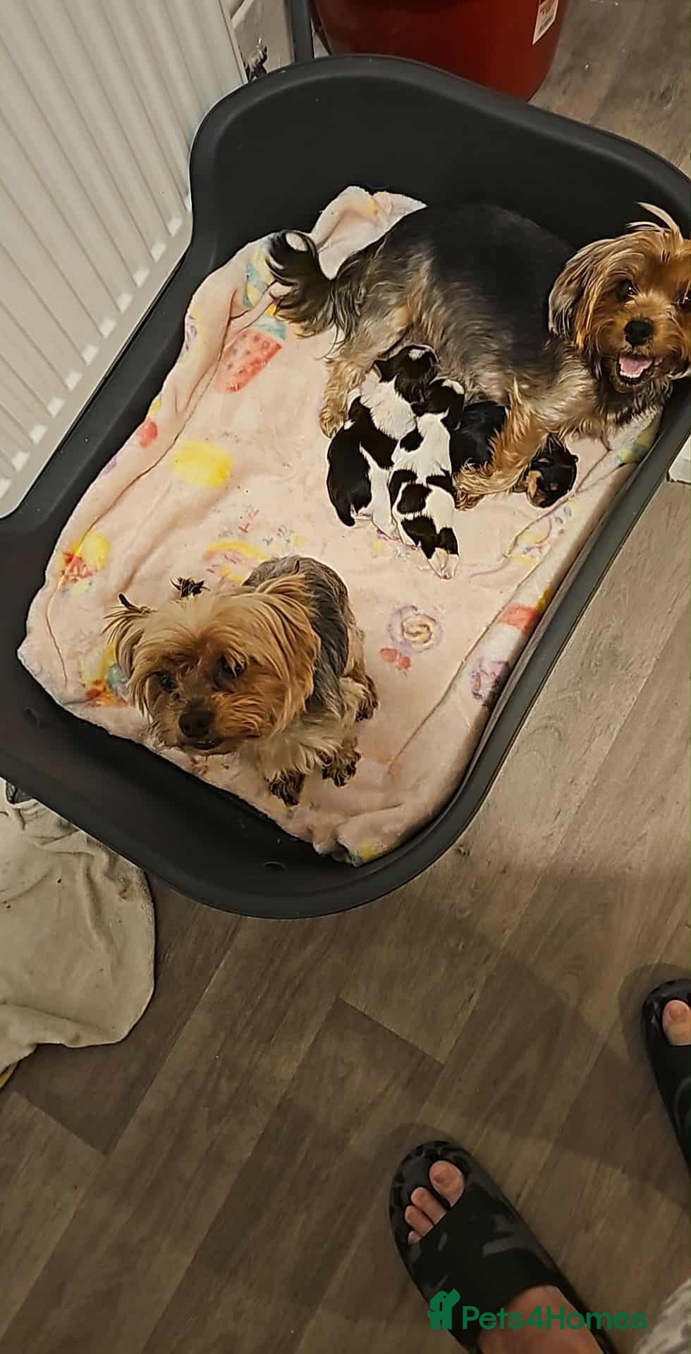 Yorkshire Terrier dogs Yorki baby - Advert 11