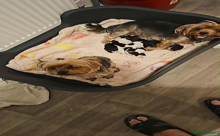 Yorkshire Terrier dogs Yorki baby - Advert 1