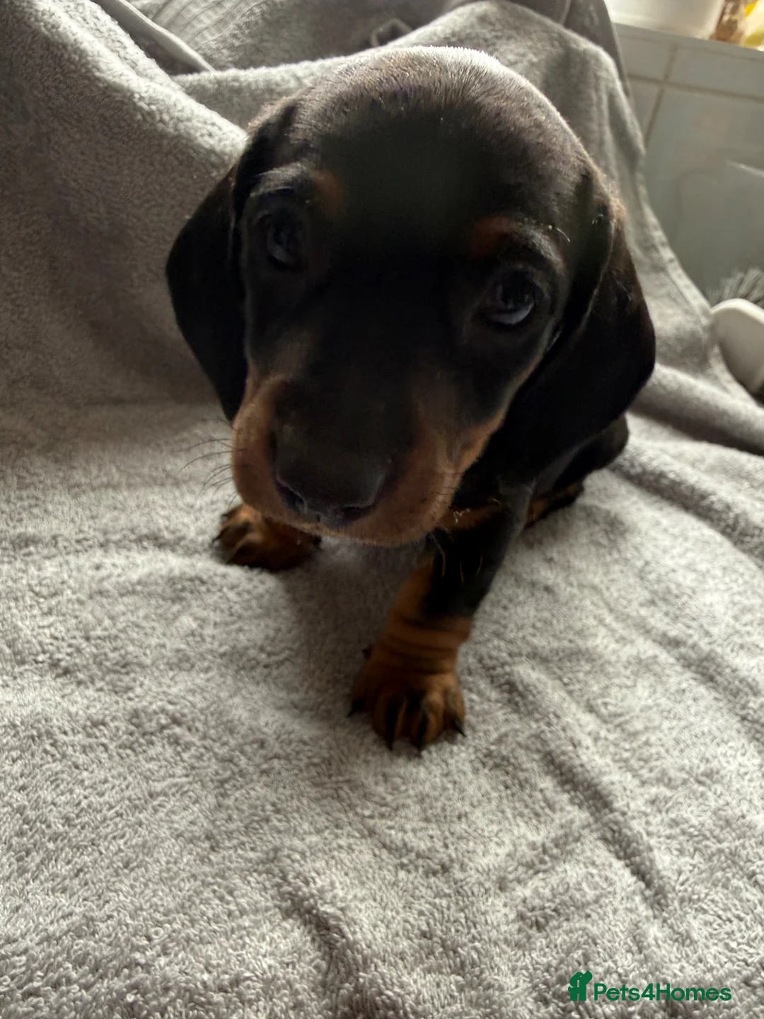Dachshund dogs for sale: 2. Boys 1. Girl  - Advert 7