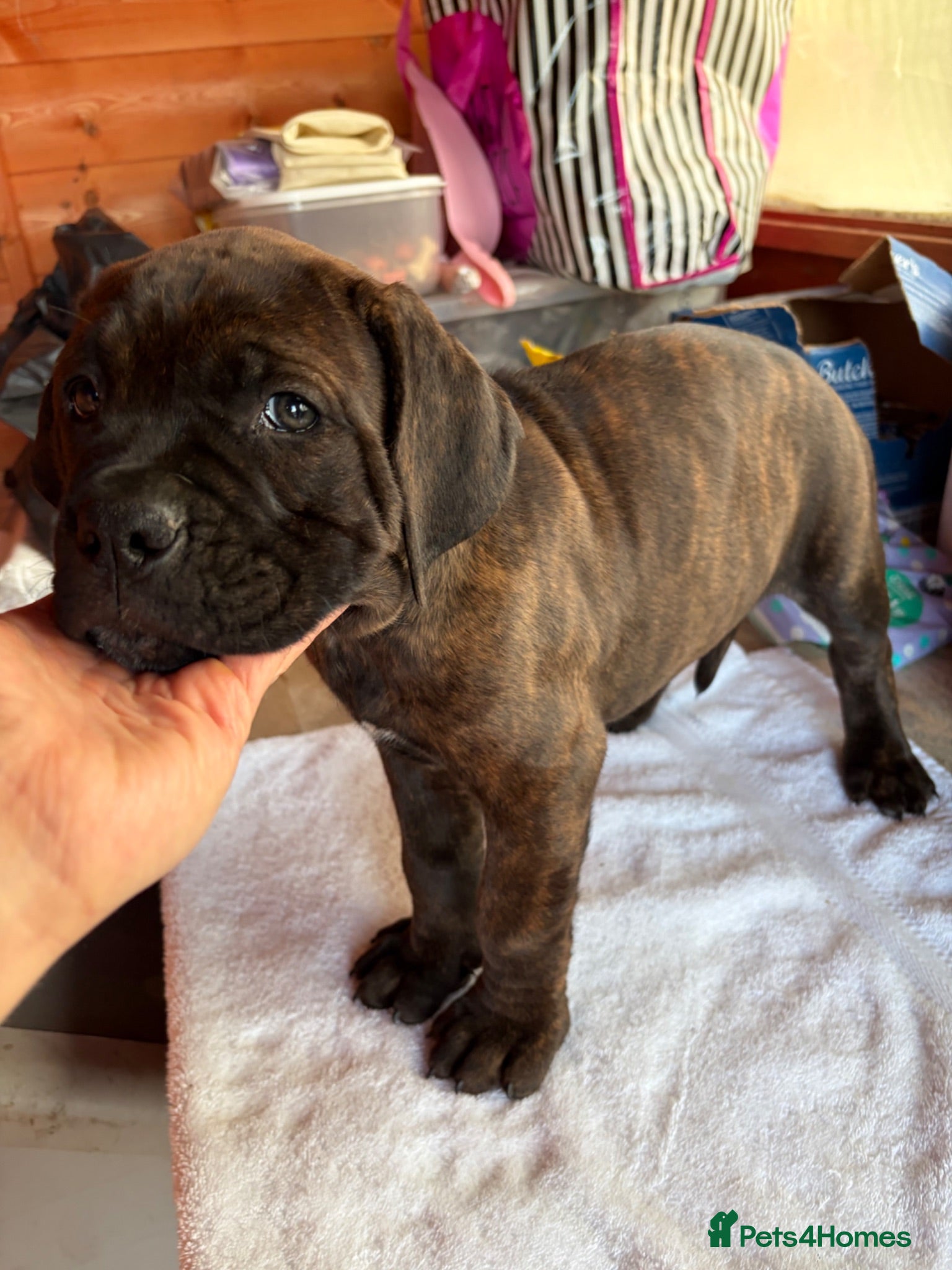 Mixed Breed dogs Cane Corso x Dogue de Bordeaux stunning 9 pups  - Advert 2