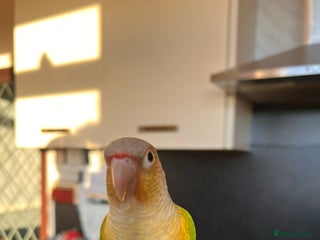 Conures birds Conures pair - Advert 1