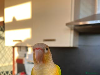 Conures birds Conures pair - Advert 7