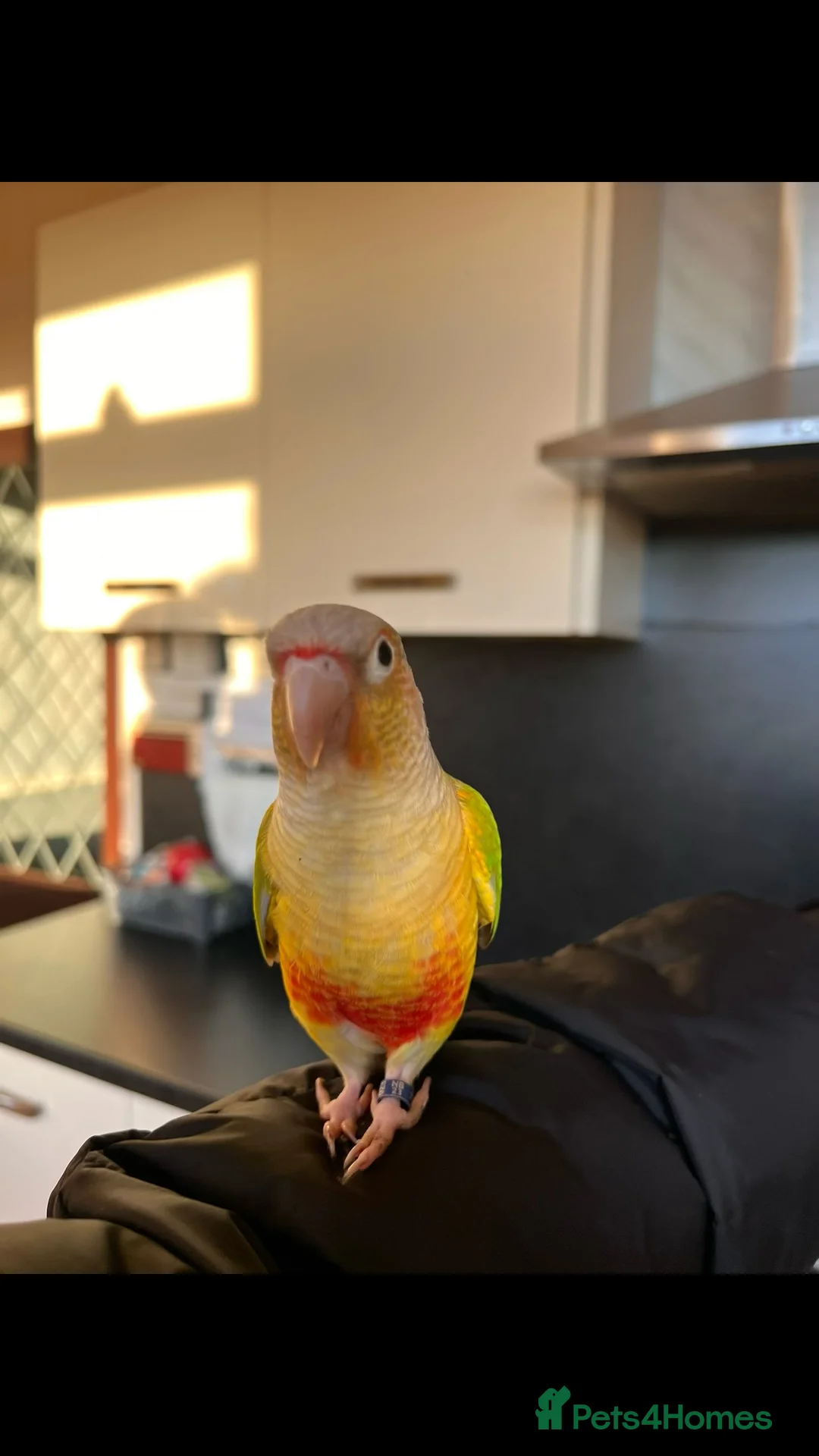 Conures birds for sale: Conures pair  - Advert 1