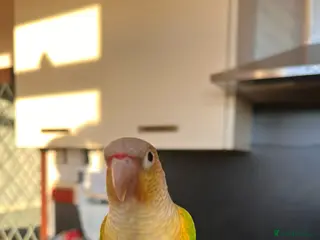 Conures birds Conures pair - Advert 9