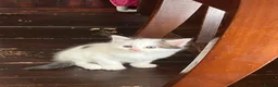 Mixed Breed cats for sale: Beautiful kittens for sale ready for collection - Advert 9