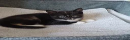 Mixed Breed cats for sale: Beautiful kittens😍😍😍😍😍 - Advert 9