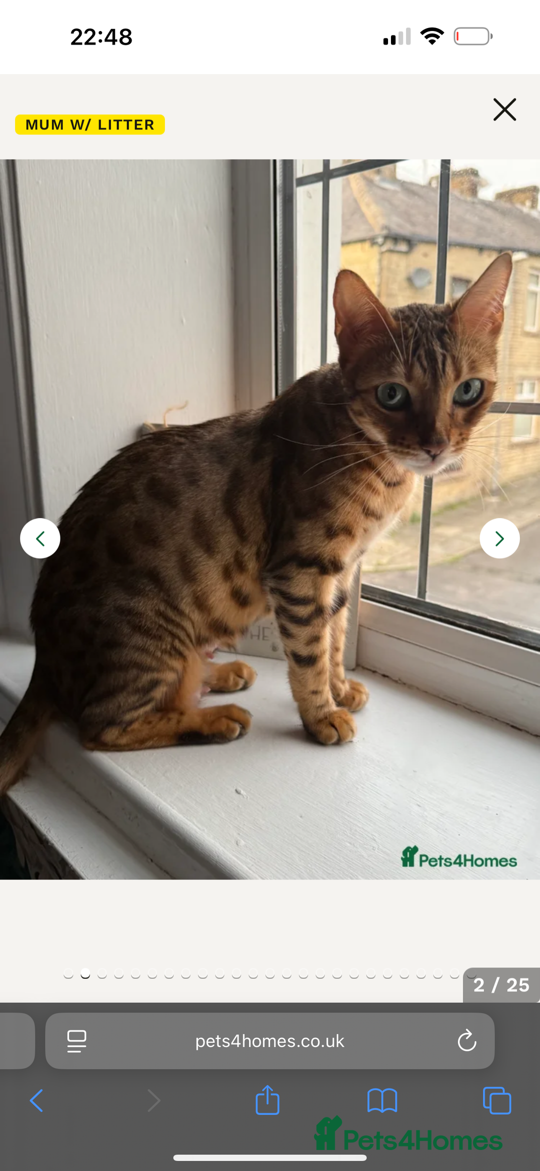 Bengal cats for sale: Stunning Bengal Kitten - Advert 10
