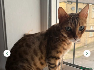 Bengal cats Stunning Bengal Kitten - Advert 1