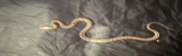Corn Snake reptiles for sale: 2x corn snakes £150 each with full setup  - Advert 11