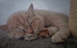 Ragdoll cats for sale: Ragdoll kittens - Image 4