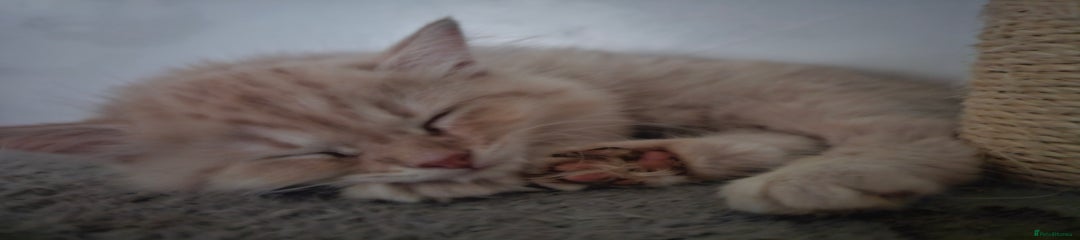 Ragdoll Kitten 2