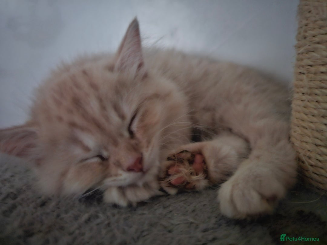 Ragdoll cats for sale: Ragdoll kittens - Image 4