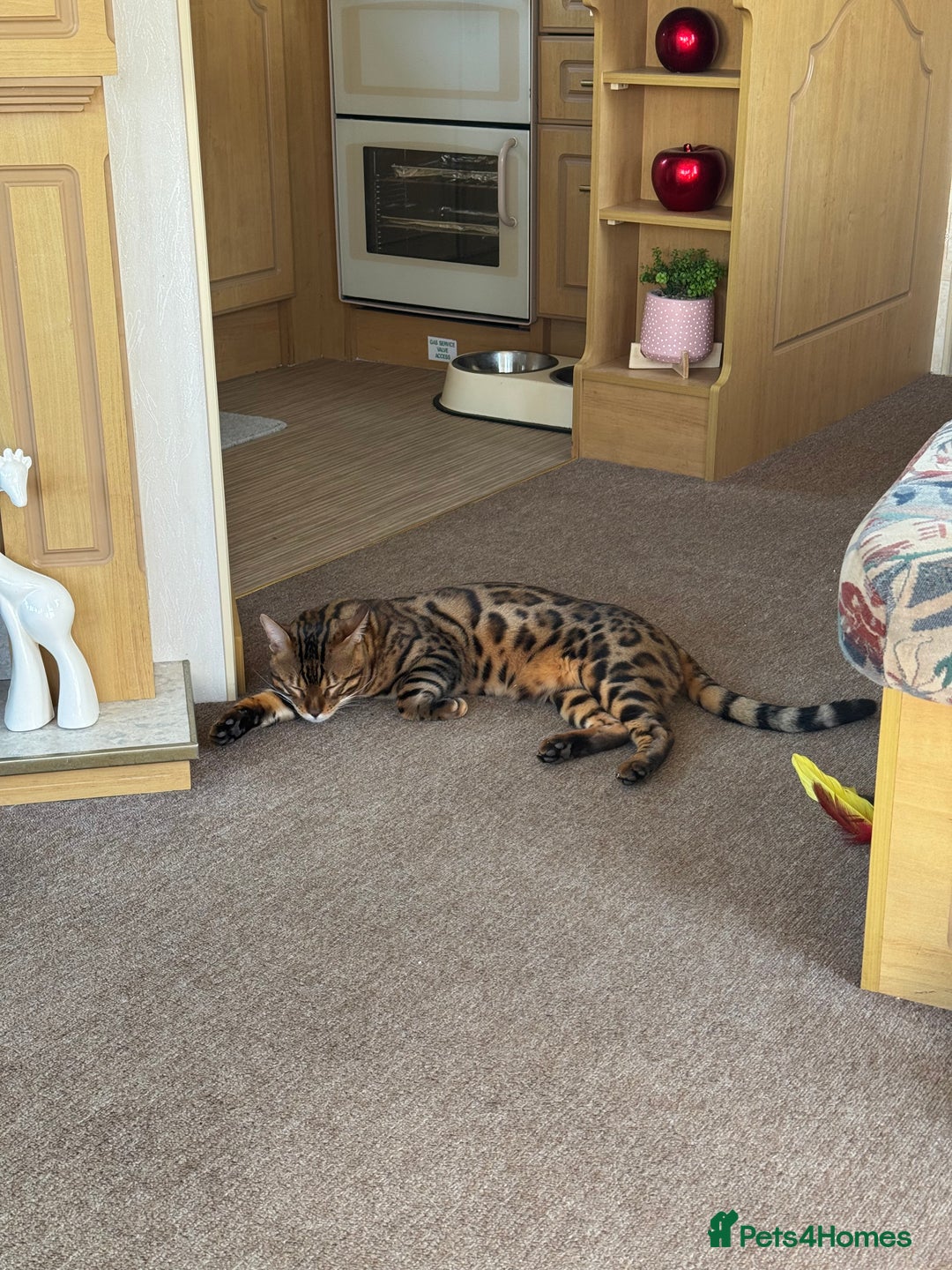 Bengal cats for sale: Beautiful bengal boy - Image 8