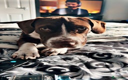 Mixed Breed dogs for sale: Rehome  - Advert 3