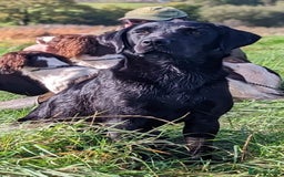 Labrador Retriever dogs for sale: Quality Litter of Labrador pups  - Image 1