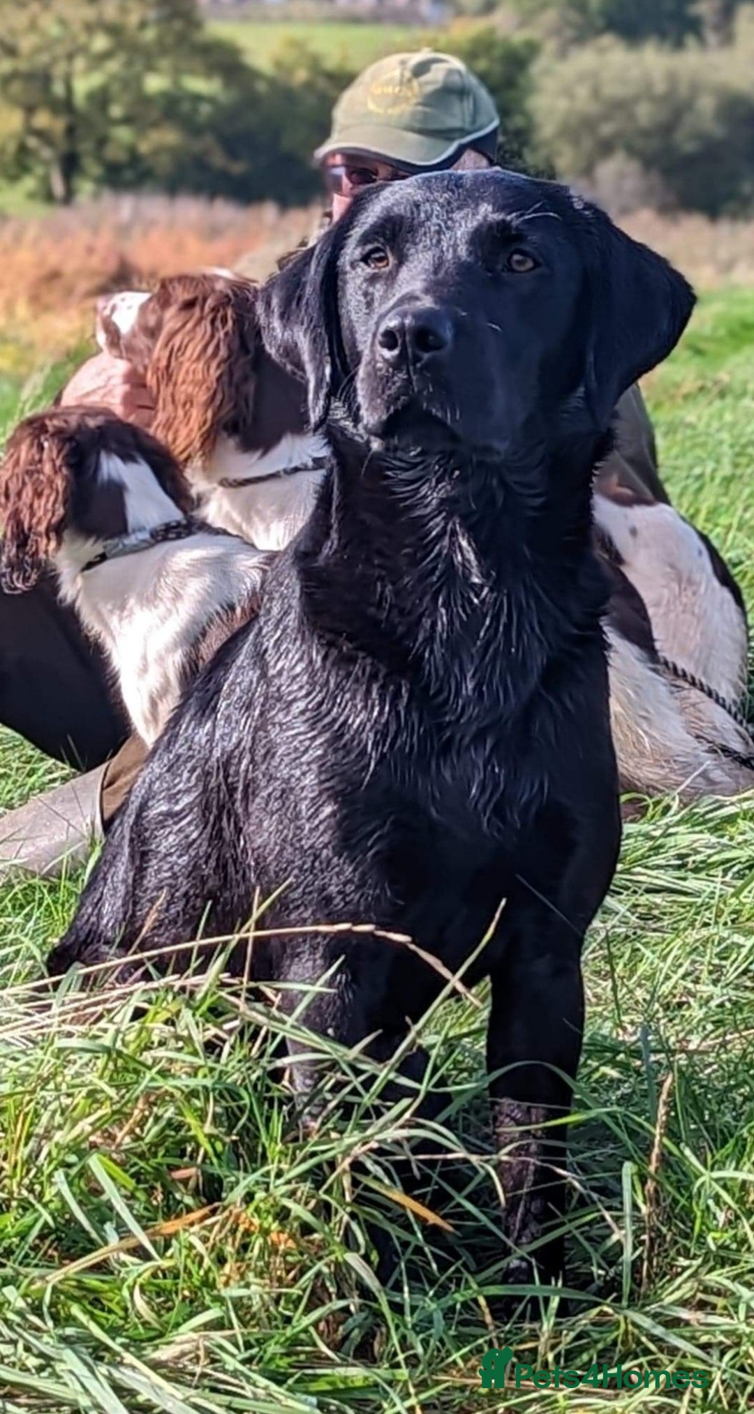 Labrador Retriever dogs for sale: Quality Litter of Labrador pups  - Image 1