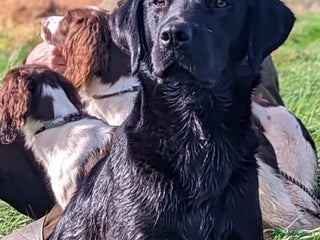 Labrador Retriever dogs - Advert 2