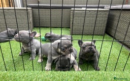 French Bulldog dogs for sale: 7 week old kC French bulldogs - Image 16