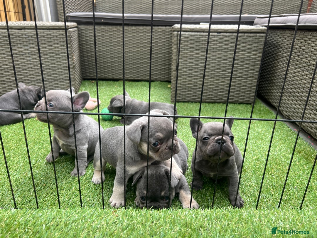 French Bulldog dogs for sale: 7 week old kC French bulldogs - Image 16