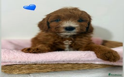 Cockapoo dogs for sale: Adorable Red F1B Cockapoo Puppy for Sale! 🐾 - Image 6