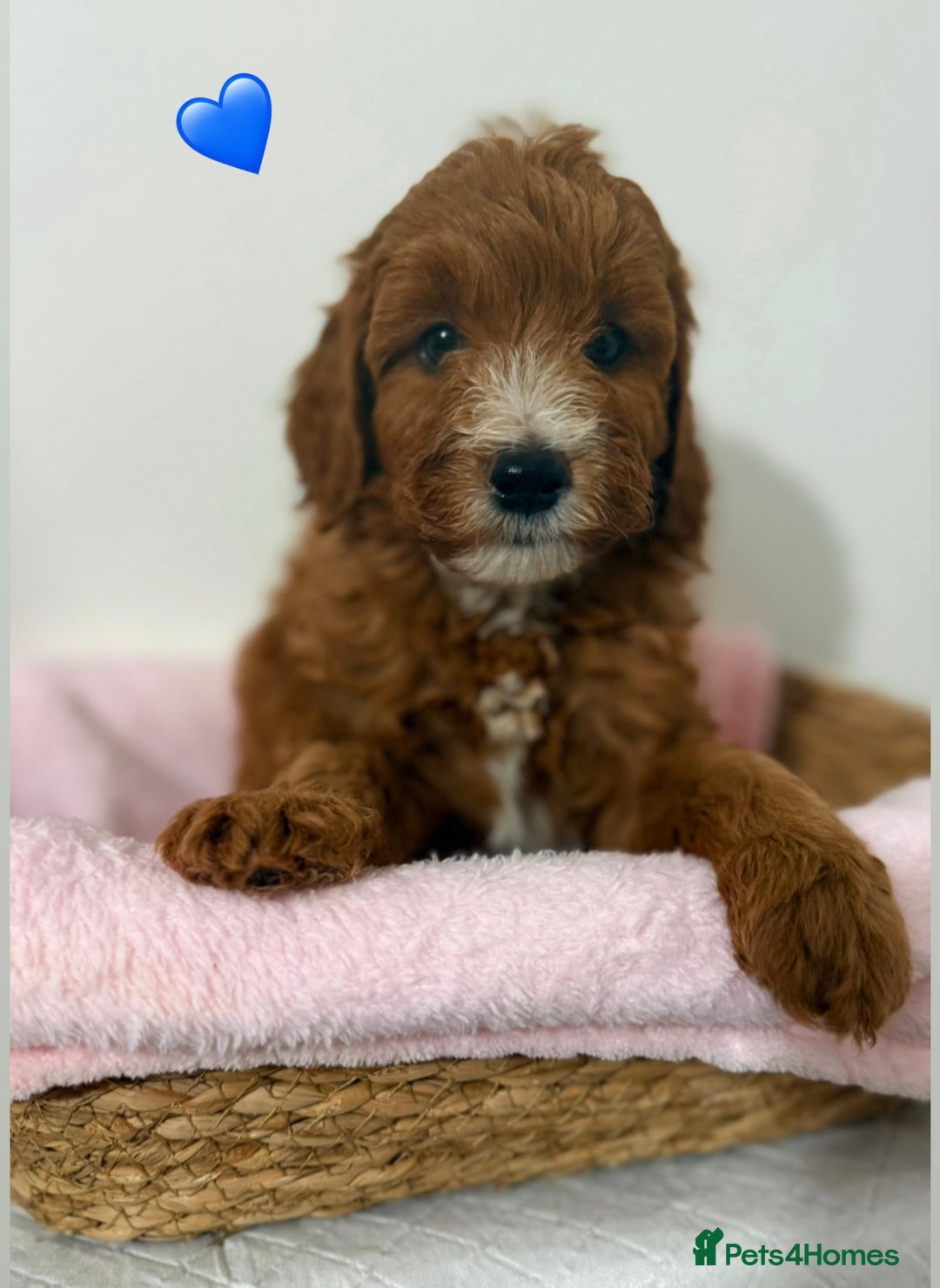 Cockapoo dogs for sale: Adorable Red F1B Cockapoo Puppy for Sale! 🐾 - Image 6
