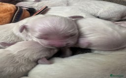 Golden Retriever dogs for sale: Exceptional litter of kc healthy golden retrievers - Image 10