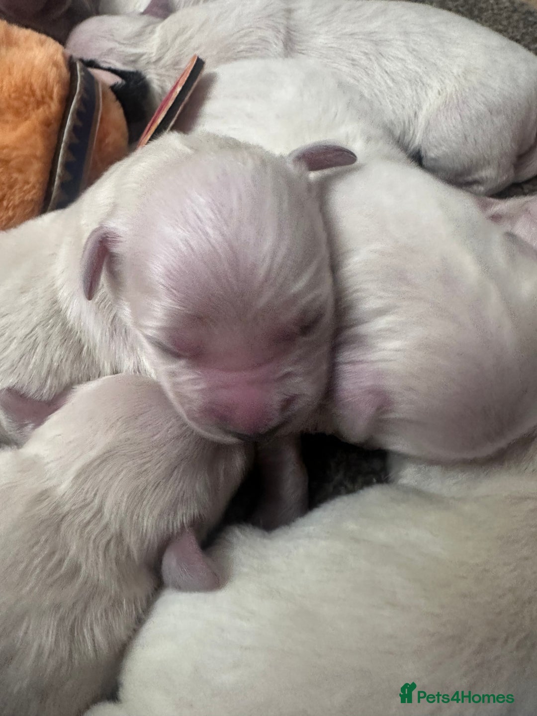 Golden Retriever dogs for sale: Exceptional litter of kc healthy golden retrievers - Image 10