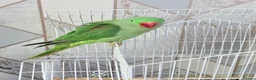Parrots birds for sale: Alexander parrot  - Advert 4