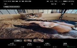 Maine Coon cats for sale: Home raised stunning Mainecoon boys. - Image 39