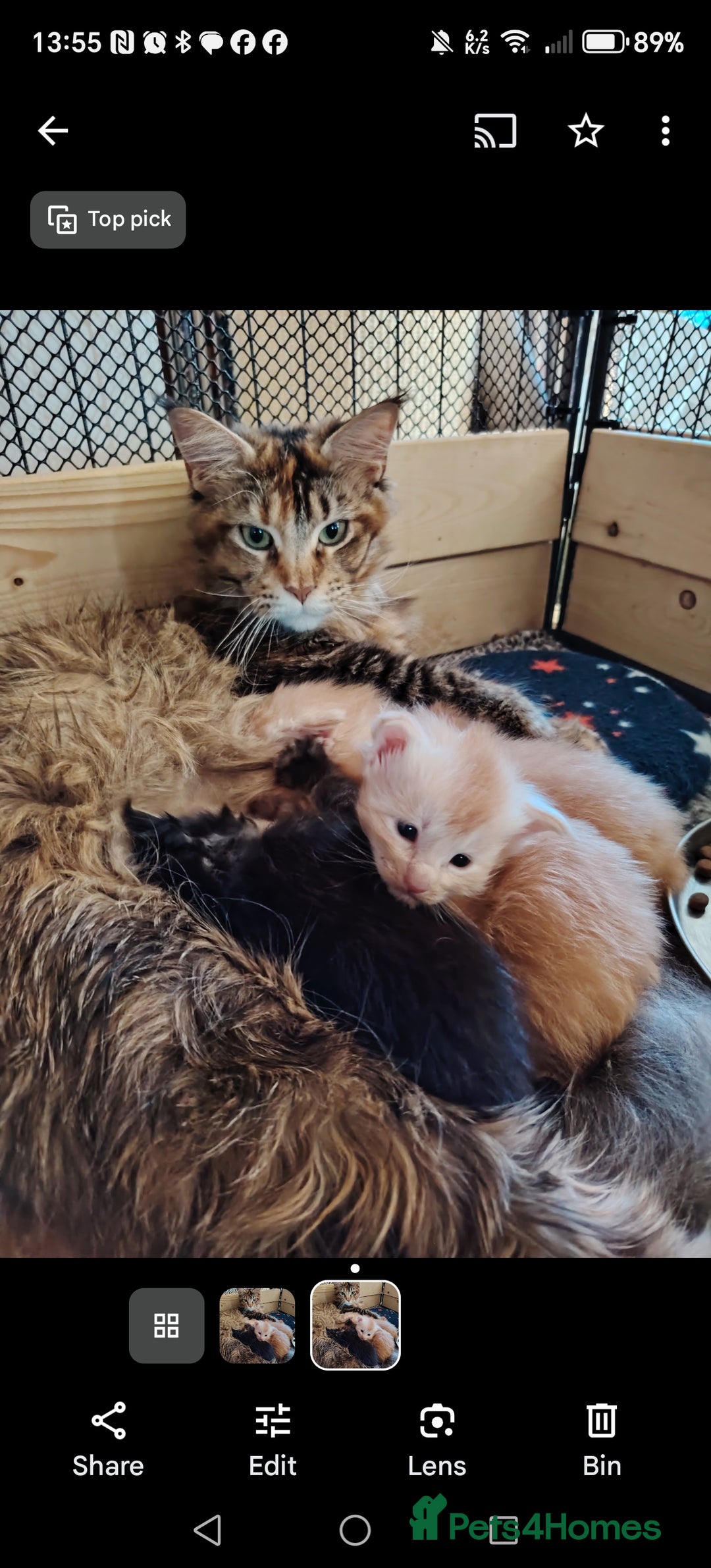 Maine Coon cats for sale: Home raised stunning Mainecoon boys. - Image 39