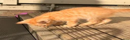 Savannah cats for sale: Ginger x f5 Savannah kittens 🔥 - Advert 12