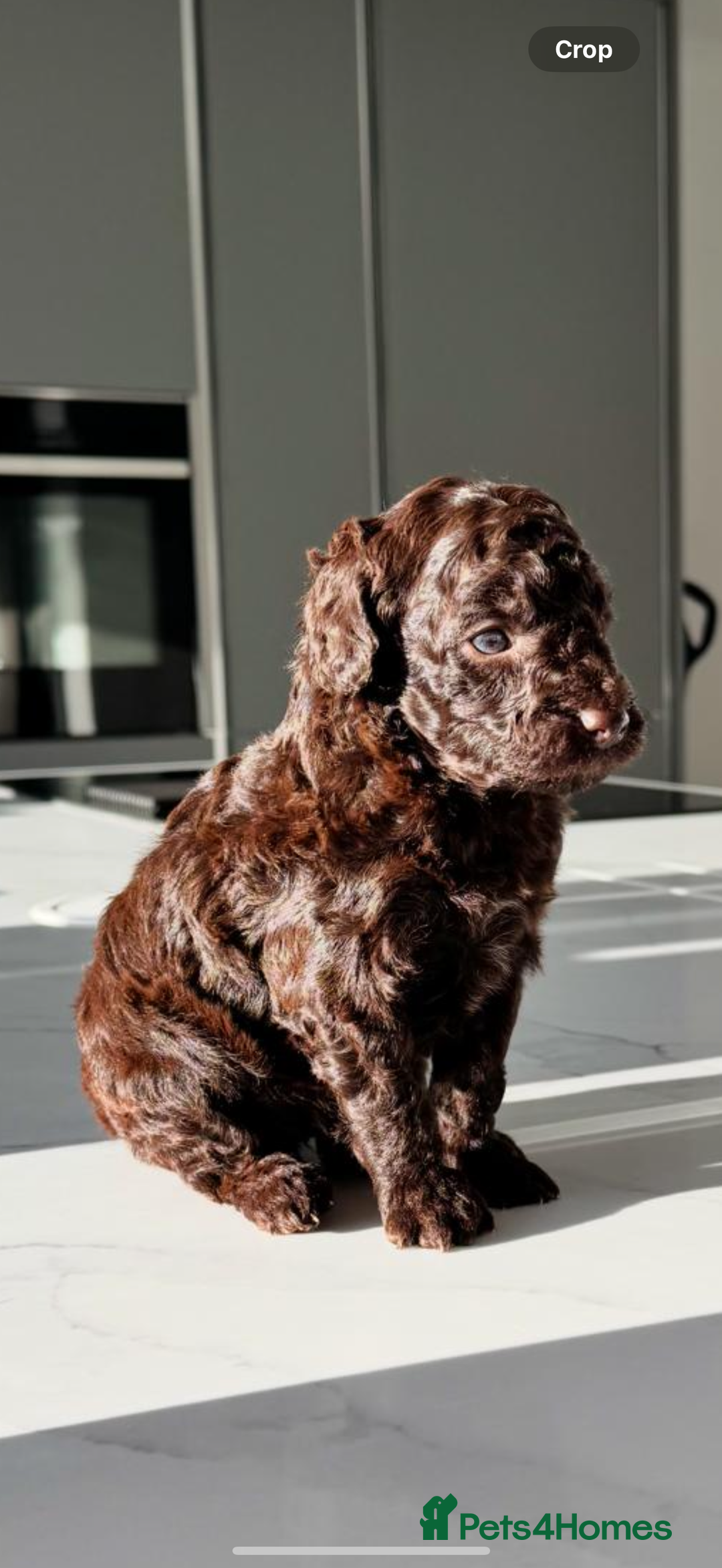 Cockapoo dogs for sale: Gorgeous Chocolate Cockapoo litter  - Advert 7
