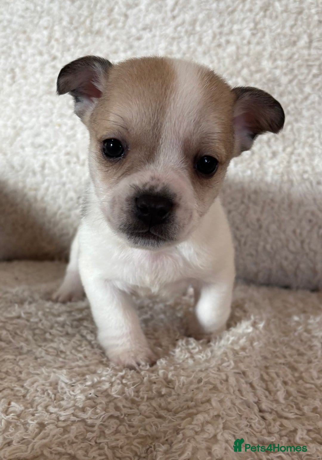 Mixed Breed dogs for sale: Frenchie cross Jack Russell puppies  - Advert 6