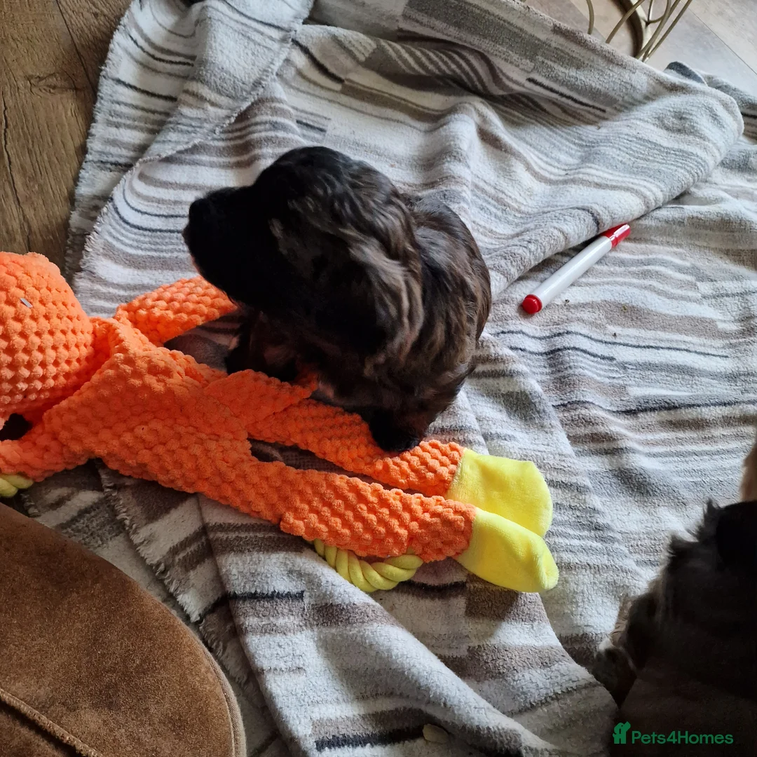 Havanese dogs for sale: Adorable Havanese  - Advert 3