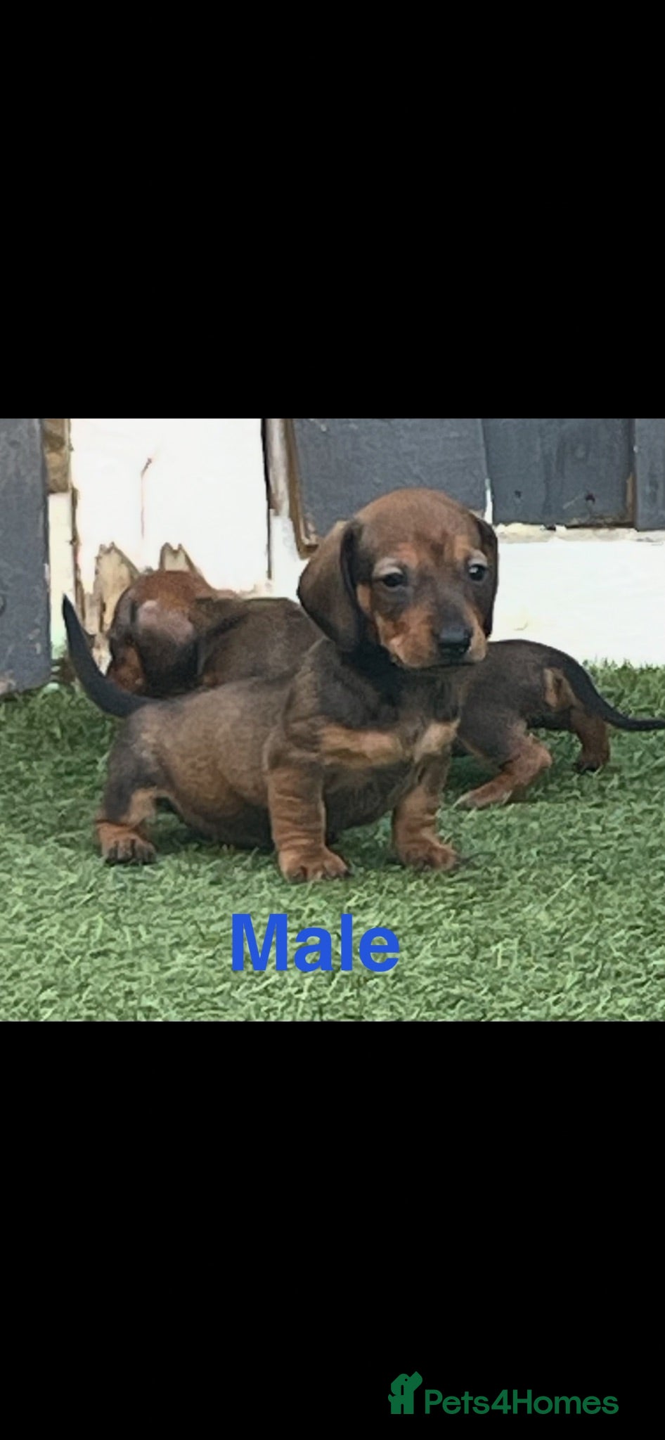 Dachshund dogs 6 beautiful dachshund puppies for sale !!😍 - Advert 1