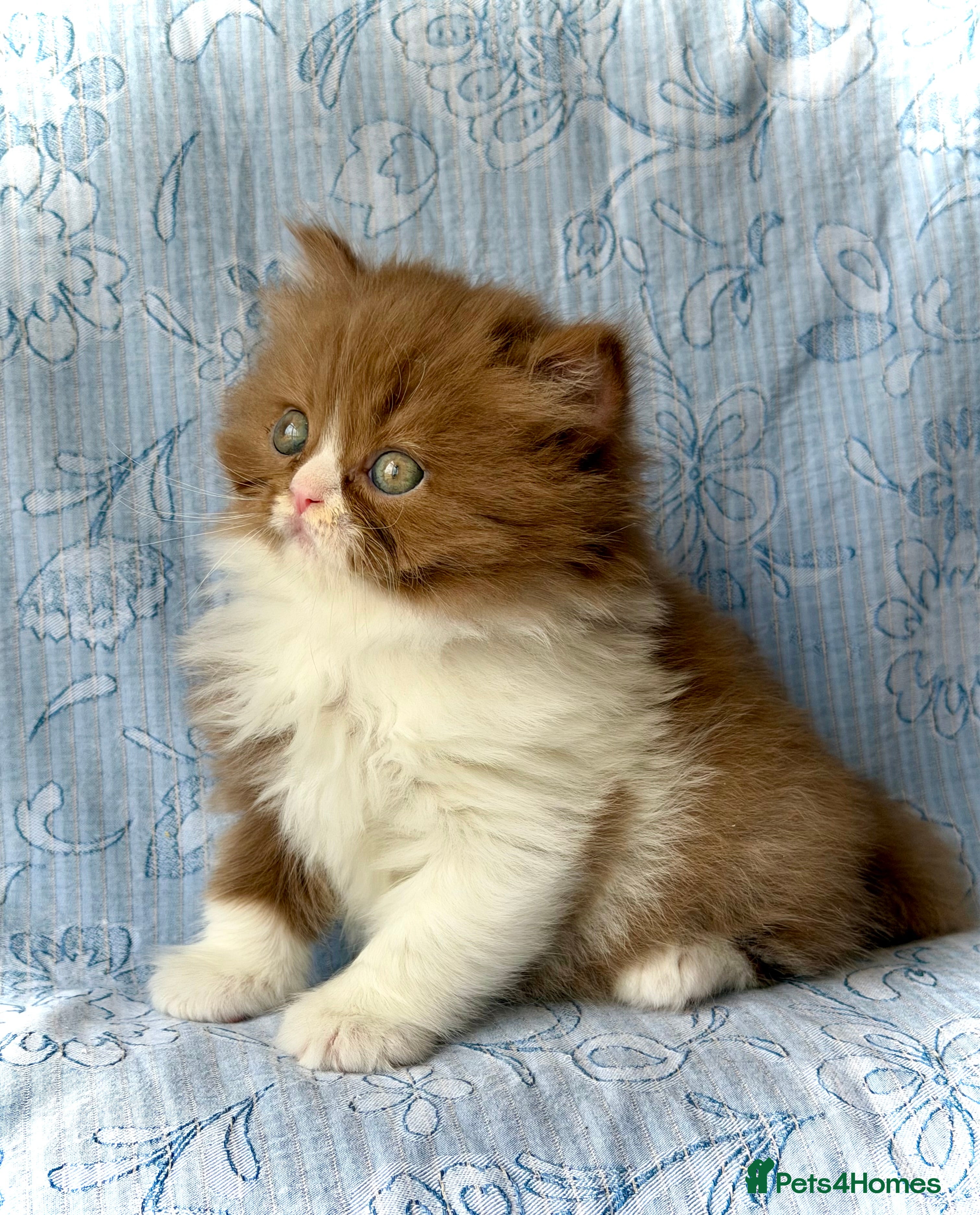 British Longhair cats for sale: Beautiful Cinnamon girls TICA registered  - Advert 8