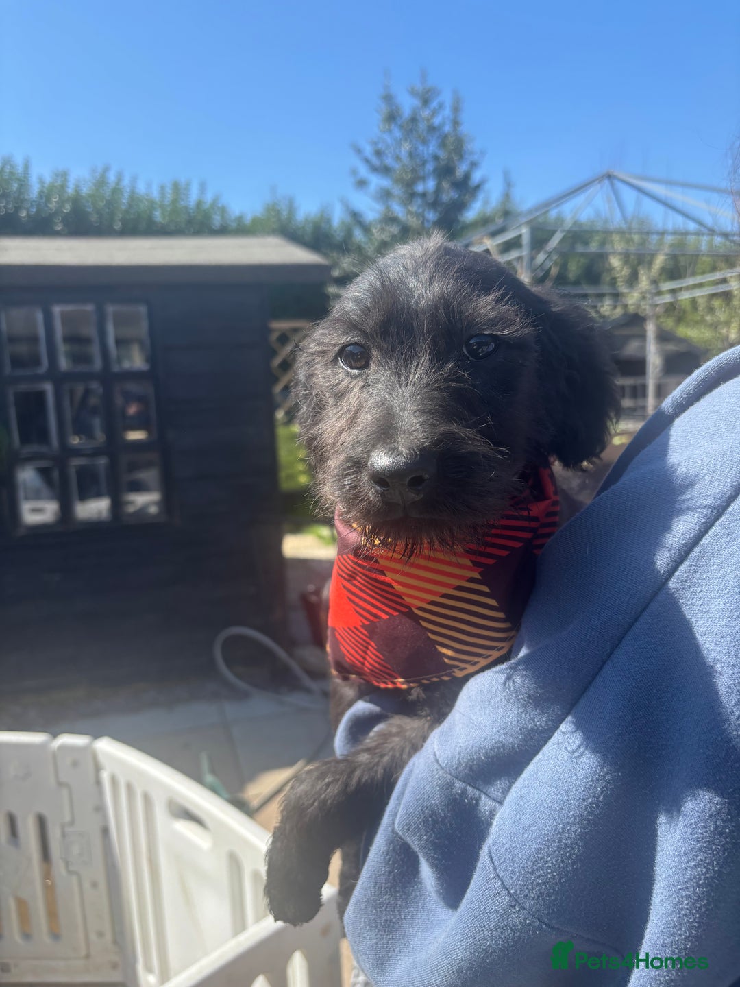 Labradoodle dogs for sale: F1 labradoodles  - Image 4