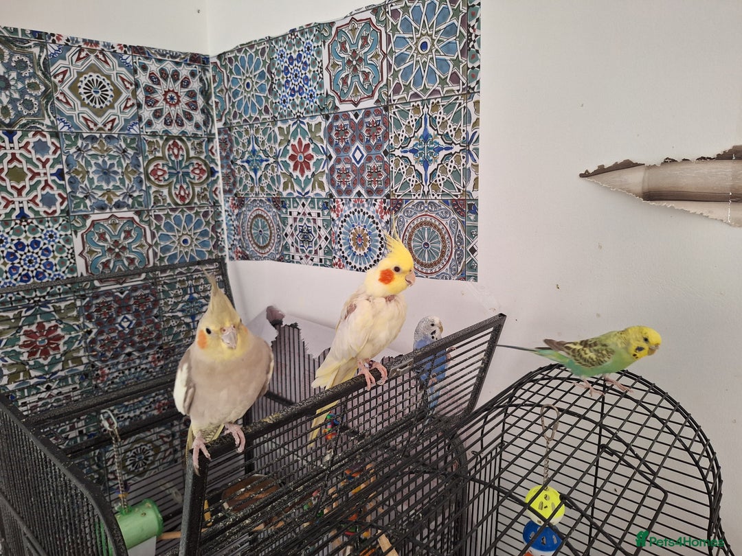 Parrots birds for sale: 4 sweet parrots - not sold separately. - Image 1