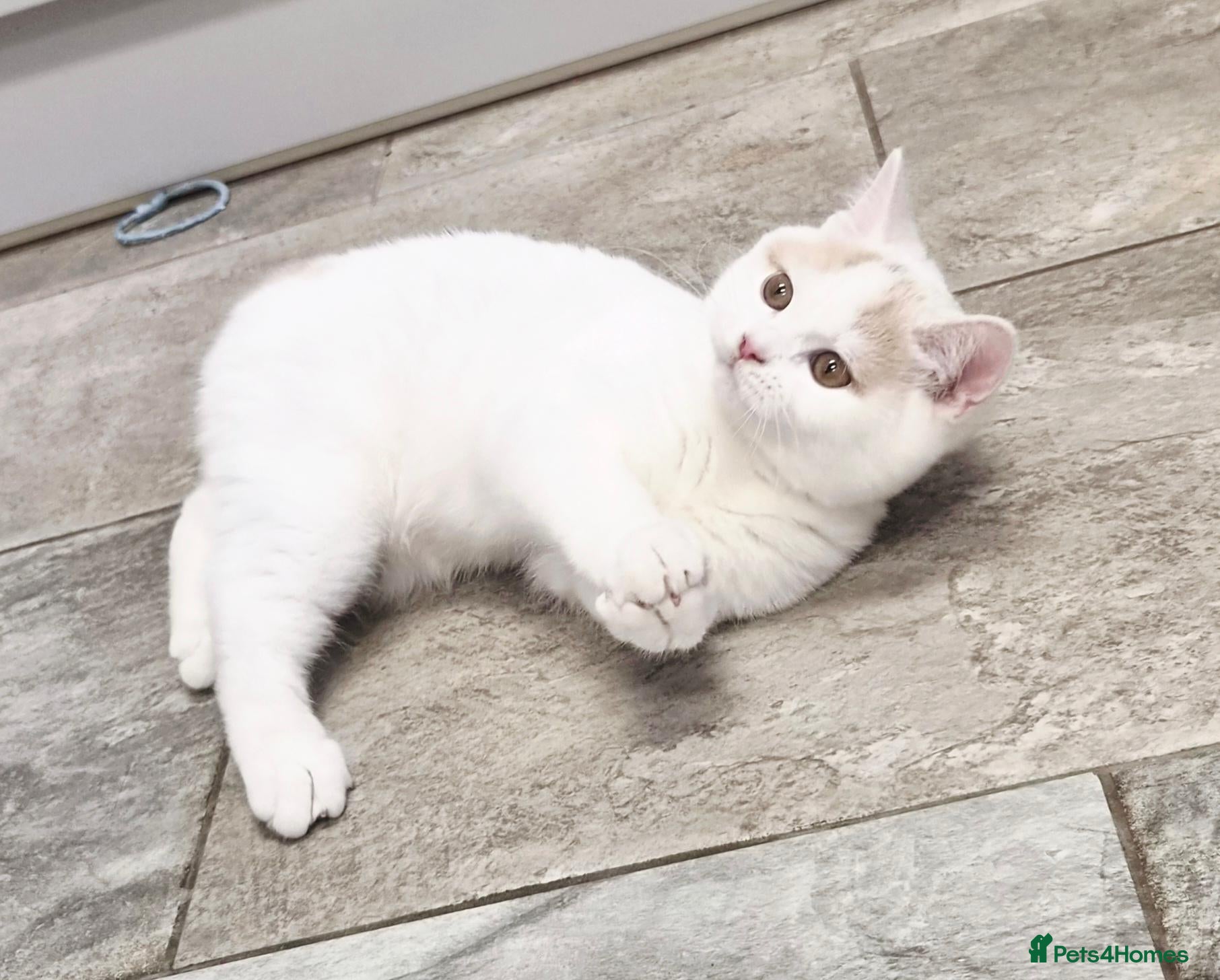 British Shorthair cats Gorgeous loving purr machines available now  - Advert 1