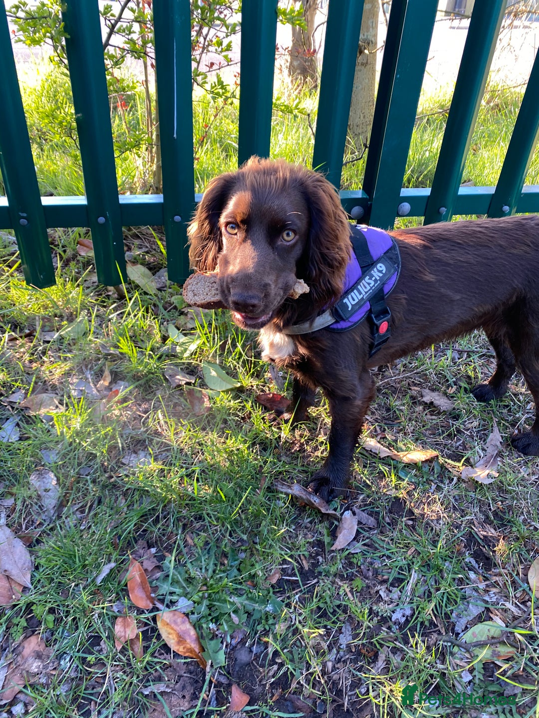 Cocker Spaniel dogs for sale: Lilah female spade cocker spaniel seeking rehoming - Advert 17