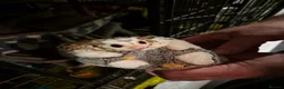 Sugar Glider rodents for sale: Beautiful Sugar Gliders for sale! - Advert 8