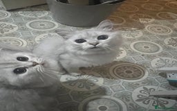Persian cats for sale: Persian chinchilla kittens in Manchester - Image 6