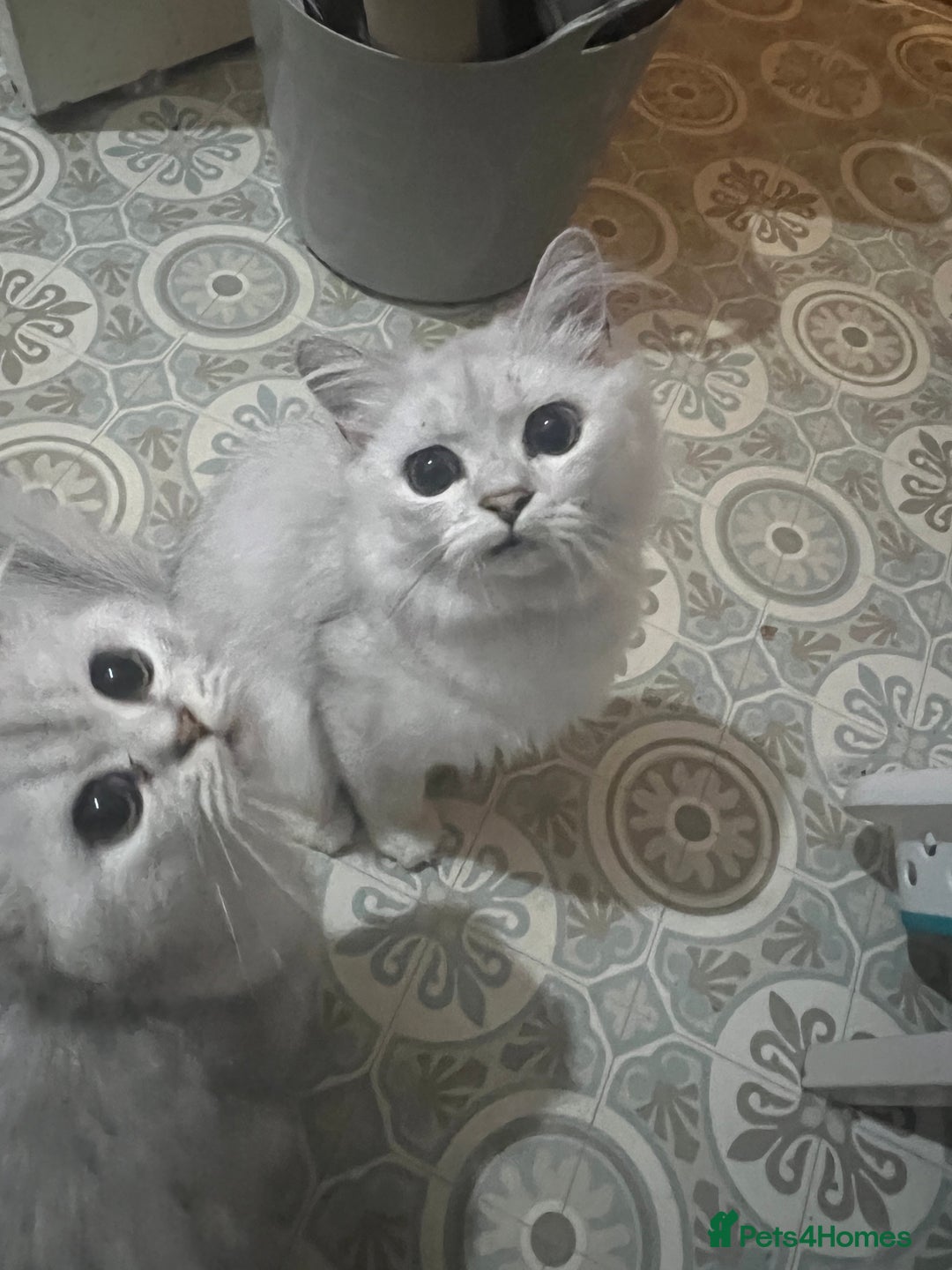 Persian cats for sale: Persian chinchilla kittens in Manchester - Image 6