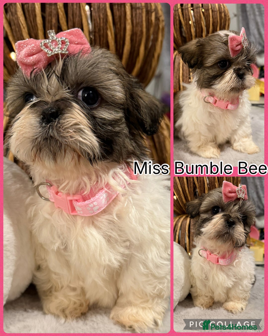 Shih Tzu dogs for sale: Beautiful Shitzu pups for sale  - Image 1