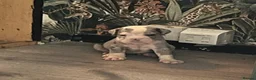 Olde English Bulldogge dogs for sale: Old English bulldogs  - Advert 5