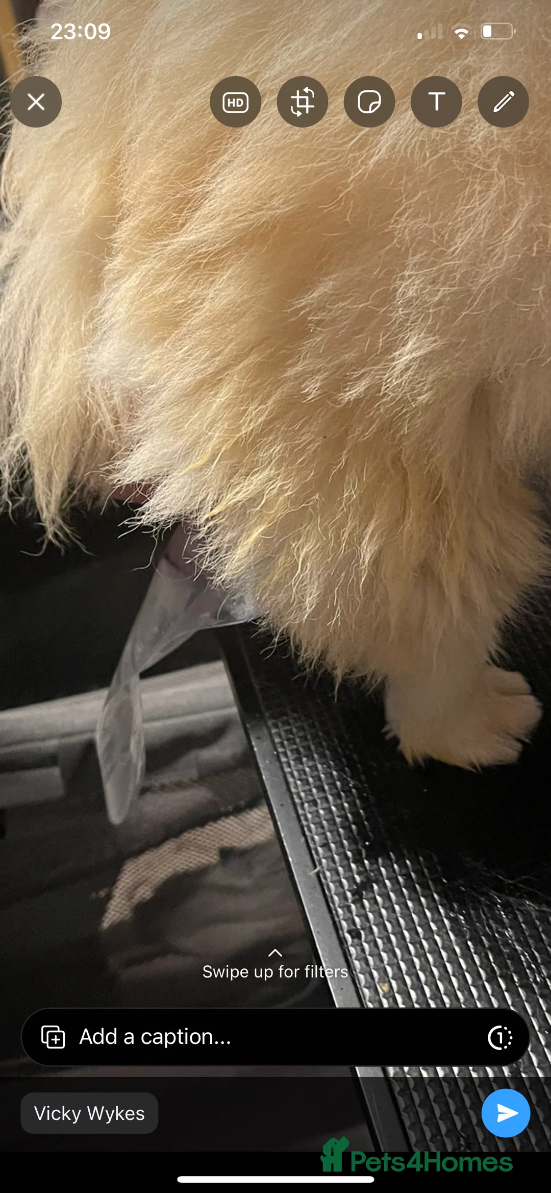 Pekingese dogs for stud: PROVEN RARE ! Pink Pekingese for Proven Stud in Rugby - Advert 8