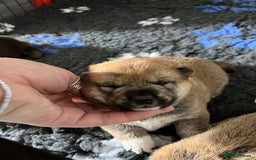 Japanese Shiba Inu dogs for sale: Last Boy - 15 yrs exp Health Checked - Image 12