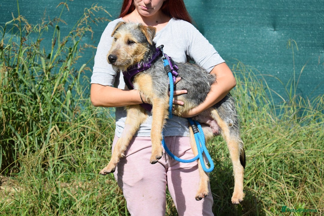 Fox Terrier dogs for adoption: Norte - Image 11